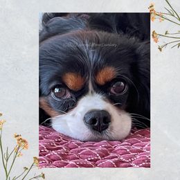 Gracie  - Cavalier King Charles Spaniel