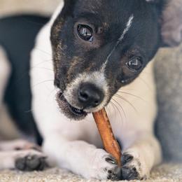 Rat Terrier Puppies from CaliRats Rat Terriers
