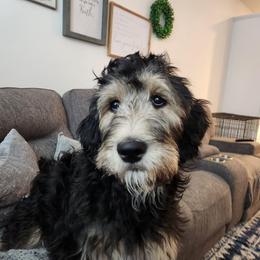Ivy - Goldendoodle