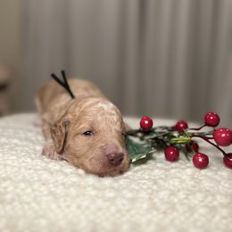 Goldendoodle Puppies from S_and_b_doodles