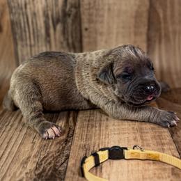 Yellow Collar - Gray and fawn male Cane Corso puppy in Catawba, North Carolina from Catawba Cane Corso