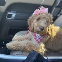 Australian Labradoodle and Double Doodle Puppies from Love Me Pooch