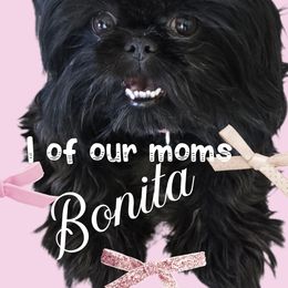 Bonita - Shih Tzu