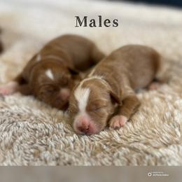 Boy 2 - Red  male Goldendoodle puppy in Glendale, Arizona from Follow Your Bliss Doodles