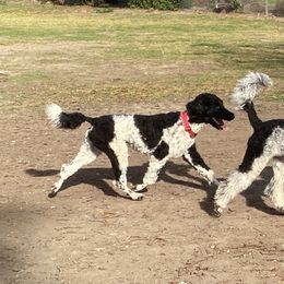 Nora - Poodle