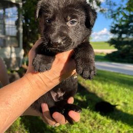 German Shepherd Puppies from Bolwerk’s 3B Acres