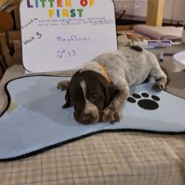 German Shorthaired Pointer Puppies from Donna Gambill