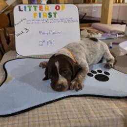 German Shorthaired Pointer Puppies from Donna Gambill