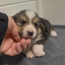 AKC Green - Black and tan male Pembroke Welsh Corgi puppy in Summerfield, Florida from Promise Land Farm