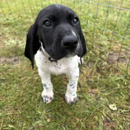 White Collar Male - Black and white male German Shorthaired Pointer puppy in Onalaska, Washington from Boonies Farms