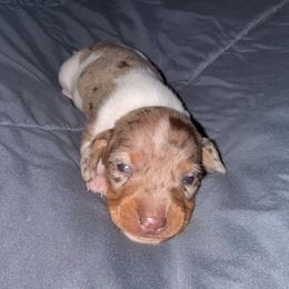 Dapple pie male - Dapple male Dachshund puppy in Woodward, Oklahoma from Wiener Dreams Dachshunds