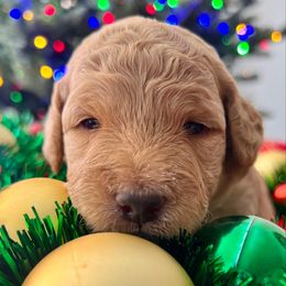 Luv - Medium - Apricot female Goldendoodle puppy in Lancaster, California from Kid's Best Doodle