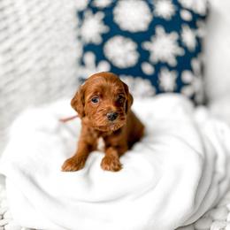 Kiara - Red  female Goldendoodle puppy in Springville, Utah from Happy Doodle