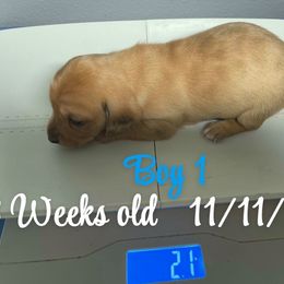 Handsome boy 1 - Red male Dachshund puppy in Paris, Texas from Rolling9dachshunds