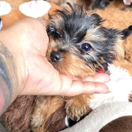 Yorkshire Terrier Puppies from Teacup Yorkies for Adoption Near Lebanon Ohio LLC