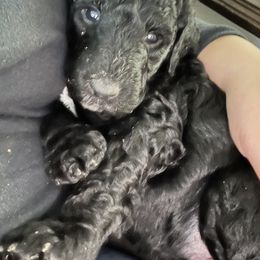 Poodle Puppies from Cano Homestead Poodles