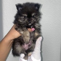 Ferne - Wolf sable male Pomeranian puppy in Los Angeles, California from Furever Blessed 🤍🐾🖤