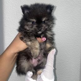 Ferne - Wolf sable male Pomeranian puppy in Los Angeles, California from Furever Blessed 🤍🐾🖤