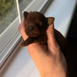 Boy - Red  male Poodle puppy in Marietta, Georgia from Toy Poodles by Iryna