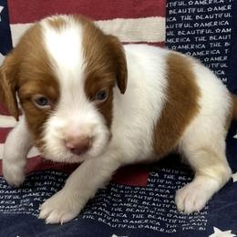 Sage boy 3 - White and orange male Brittany puppy in Floyd Knobs, Indiana from Cross Creek Brittanys