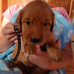 Black - Dark golden male Golden Retriever puppy in Lanesboro, Minnesota from Eagle Ridge Golden Retrievers