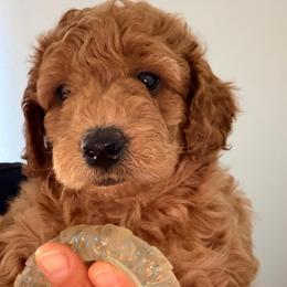 Max - Red  male Goldendoodle puppy in Naples, Florida from Goldendoodles Of Naples,INC