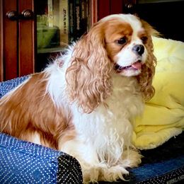 Addie - Cavalier King Charles Spaniel