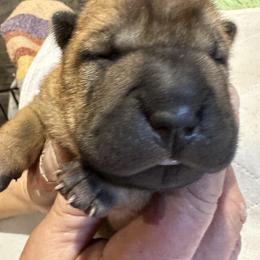 Chinese Shar-Pei Puppies from Blackwitch Farms