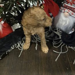 Labradoodle Puppies from PH&K