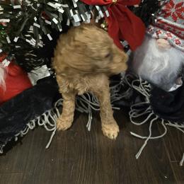 Labradoodle Puppies from PH&K
