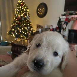 Golden Retriever Puppies from Canyon Ridge Goldens