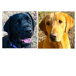 Labrador Retriever puppies from North Star Retrievers