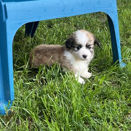 Pembroke Welsh Corgi Puppies from Zugspitze Corgis