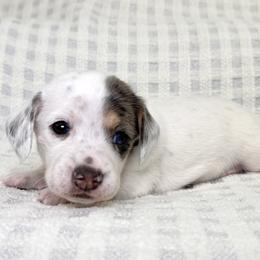 Sprinkle AKC - Black and cream male Dachshund puppy in South Easton, Massachusetts from Depot Dachsies