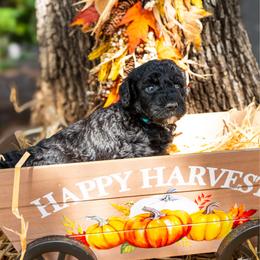 Maize - Black female Poodle puppy in Spring Branch, Texas from Mezzo Poodles