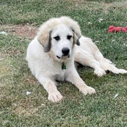 Great Pyrenees All Grown Up from Callison Farm Great Pyrenees