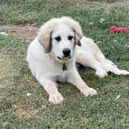 Great Pyrenees All Grown Up from Callison Farm Great Pyrenees