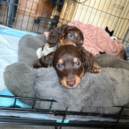 Scout - Piebald male Dachshund puppy in Ceres, California from Rockin' M’s LilBitty Dachshunds (LBD)