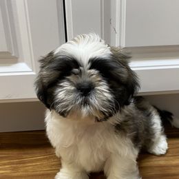 Shih Tzu Puppies from Willow Lane Shih Tzus