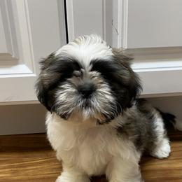 Shih Tzu Puppies from Willow Lane Shih Tzus