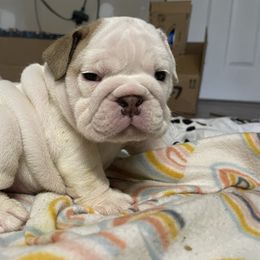Boy 2 - Bulldog puppy in Demorest, Georgia from The Georgia Bully Bunch