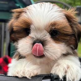 Girl 3 - Tricolor Shih Tzu puppy in Wooster, Ohio from Mending Hearts Shih Tzu's