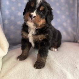 Eli - Black rust and white male Bernese Mountain Dog puppy in Thomasville, North Carolina from Beitzel Babies