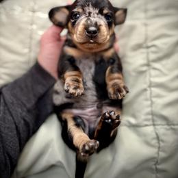Dachshund Puppies from Ranchy Doxies