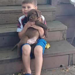 Labrador Retriever puppies from Spirit Oaks Labrador Retrievers