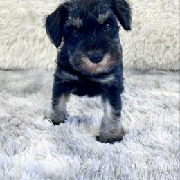 Yellow Collar - Black and silver female Miniature Schnauzer puppy in Springfield, Tennessee from My Lovable Schnauzers