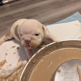 Bulldog Puppies from Hayzlett Family English Bulldogs