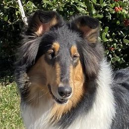 Collies from Larkspur Collies