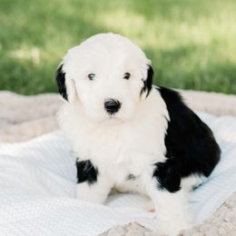 Bernedoodle, Goldendoodle, Poodle, and Sheepadoodle Puppies from Northwest Pups