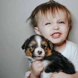 American Corgi, Pembroke Welsh Corgi, and Yorkshire Terrier Puppies from Ingram's Corgis & Yorkies